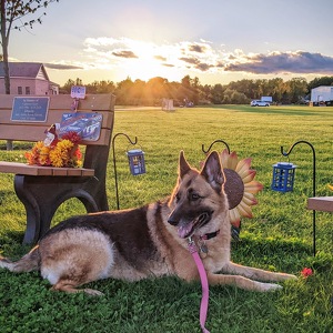 Fundraising Page: Lynn Meager